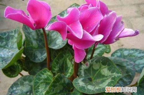 图 适合冬季养的花卉有哪些 耐寒的花卉有哪些