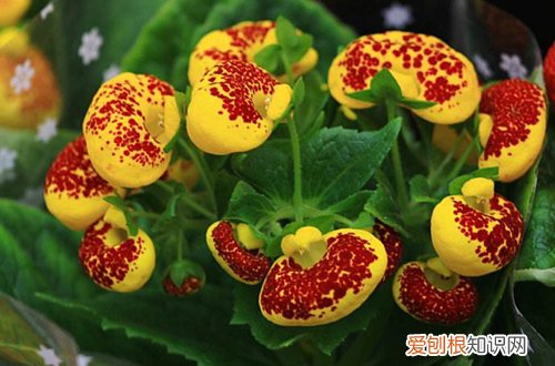 图 适合冬季养的花卉有哪些 耐寒的花卉有哪些