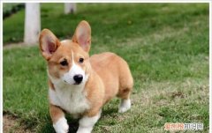 怎么将狗狗运到其他地方 怎么把狗狗运到外地