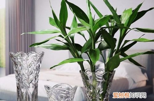 能在水中养的花有哪些 14种花卉推荐给新手和懒人