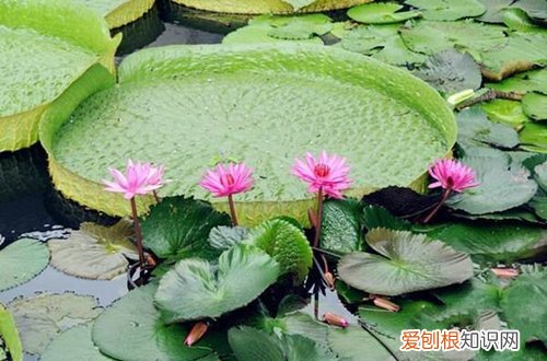 能在水中养的花有哪些 14种花卉推荐给新手和懒人