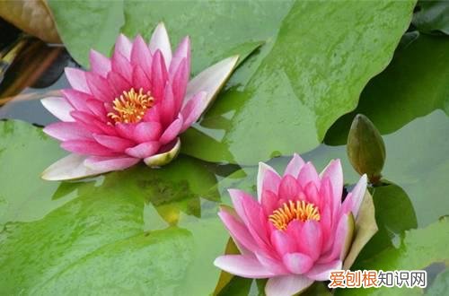 能在水中养的花有哪些 14种花卉推荐给新手和懒人