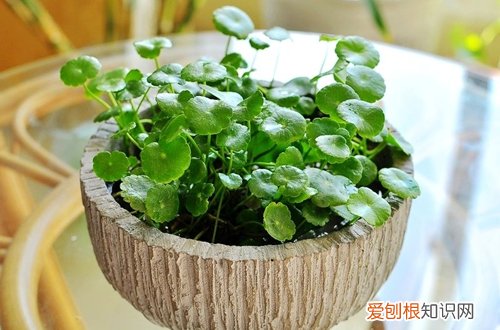 能在水中养的花有哪些 14种花卉推荐给新手和懒人