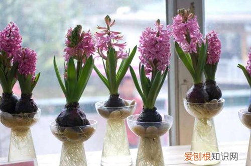 能在水中养的花有哪些 14种花卉推荐给新手和懒人