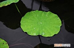 能在水中养的花有哪些 14种花卉推荐给新手和懒人