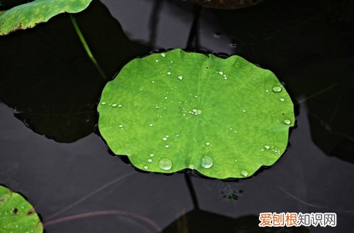 能在水中养的花有哪些 14种花卉推荐给新手和懒人