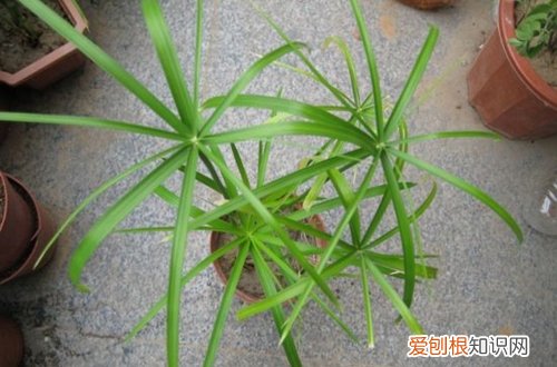 能在水中养的花有哪些 14种花卉推荐给新手和懒人