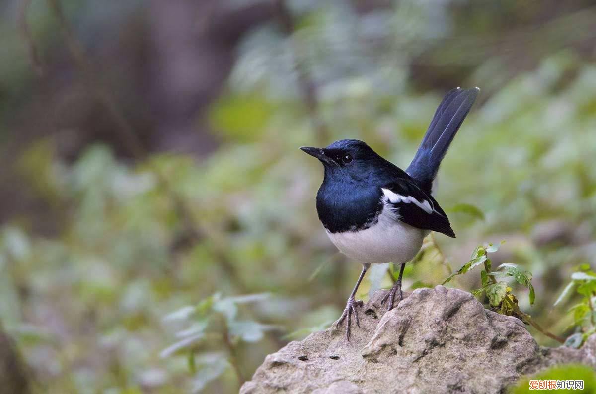四喜鸟怕人吗，四喜鸟粘人吗