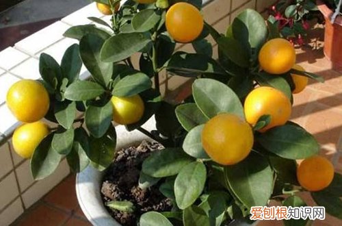 图 金桔树冬天怎么养 怎么浇水