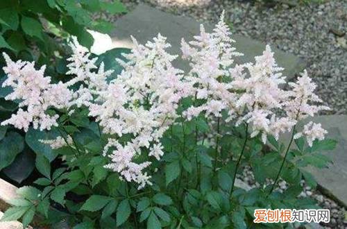 图 可以散射光养的植物有哪些呢(散射光能养的花卉)