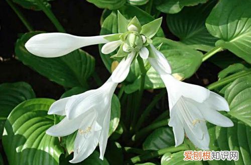 图 可以散射光养的植物有哪些呢(散射光能养的花卉)