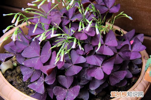 图 可以散射光养的植物有哪些呢(散射光能养的花卉)