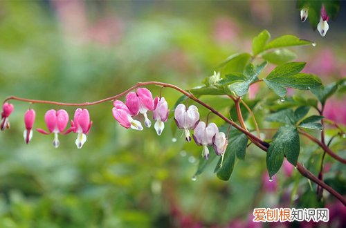 图 可以散射光养的植物有哪些呢(散射光能养的花卉)