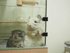 龙猫洗澡放多少浴沙，龙猫浴沙要放多少