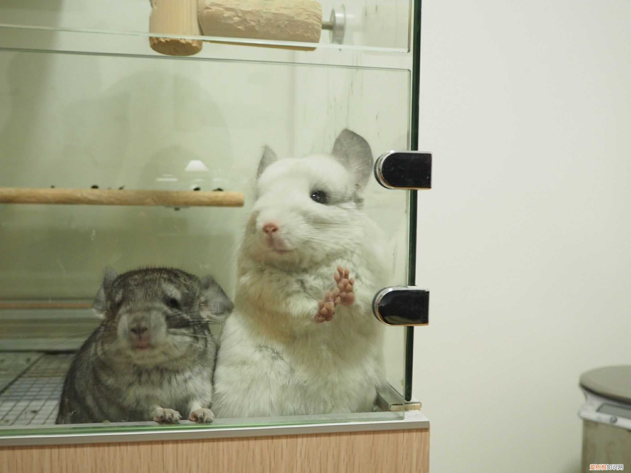 龙猫洗澡放多少浴沙，龙猫浴沙要放多少