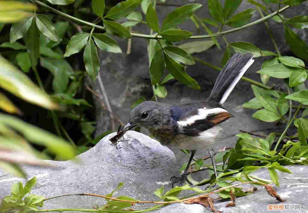 四喜鸟爱得什么病，四喜鸟怎么样