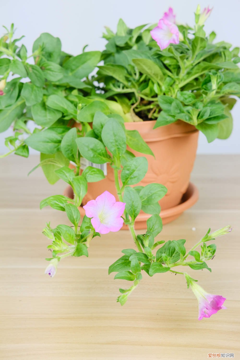 矮牵牛的温度要求 矮牵牛对水分的要求