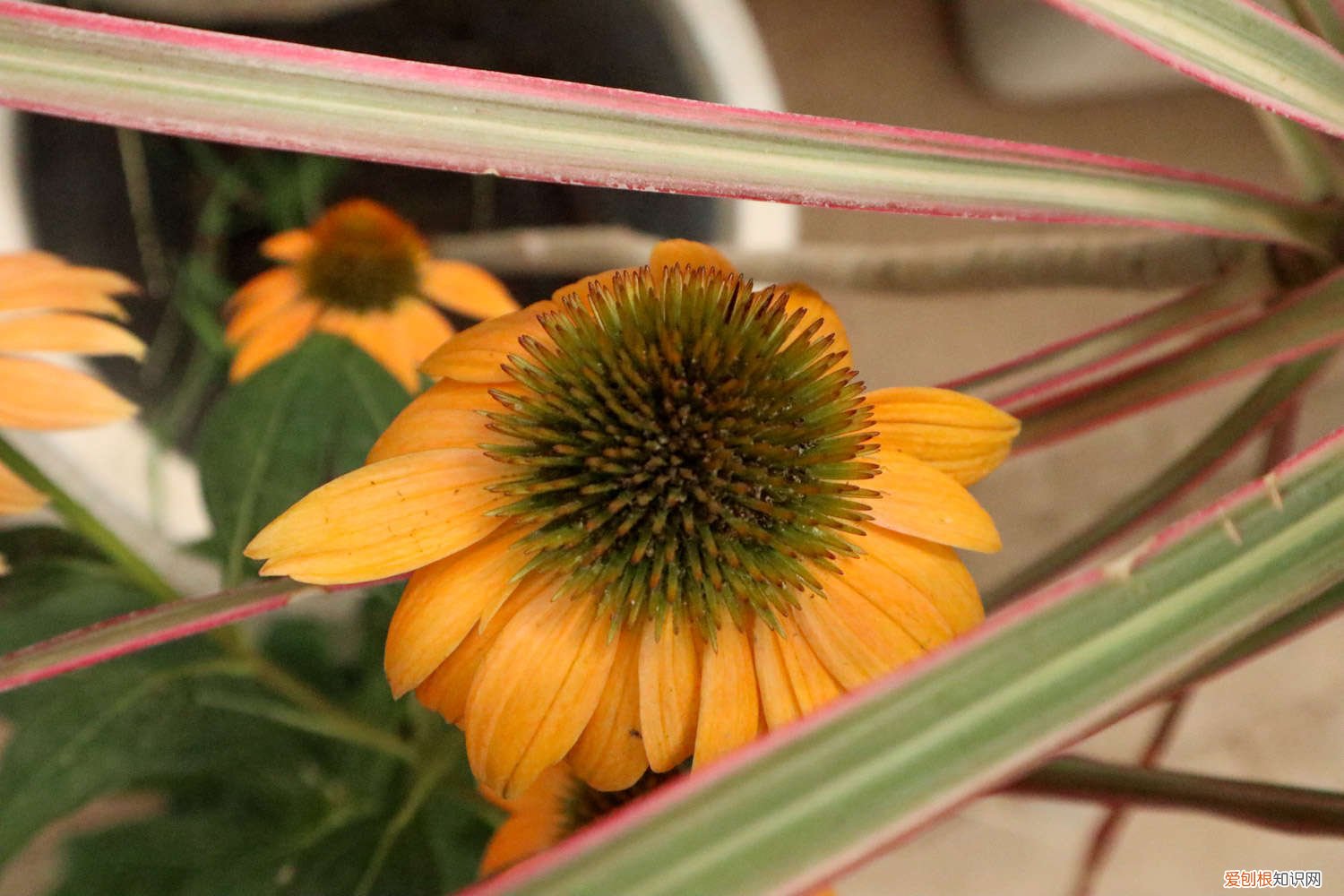 松果菊夏天好养吗 新买的松果菊怎么养