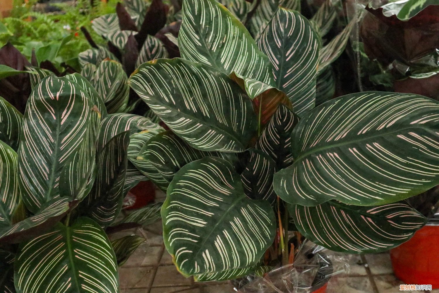 双线竹芋好养活吗 新买的双线竹芋怎么养