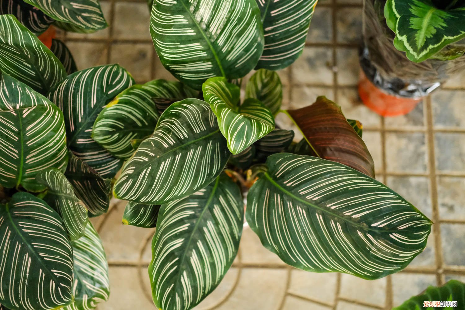 双线竹芋好养活吗 新买的双线竹芋怎么养