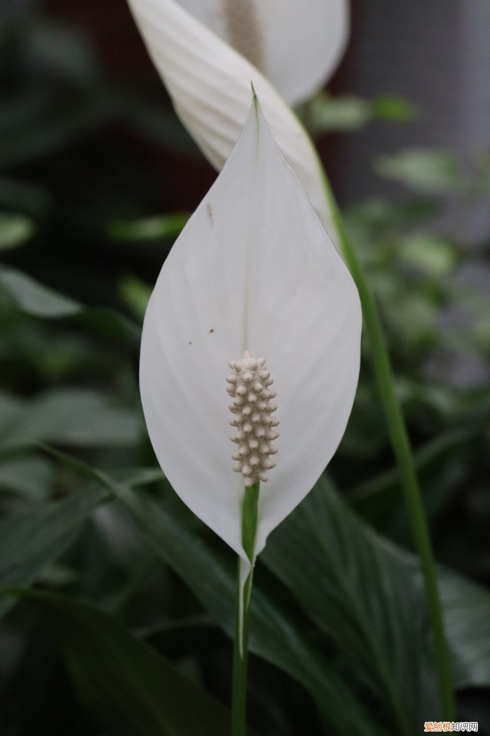 刚买的一帆风顺怎么养 新买的一帆风顺怎么养