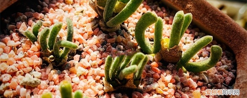 碧光环幼苗怎么养 新买的碧光环怎么养