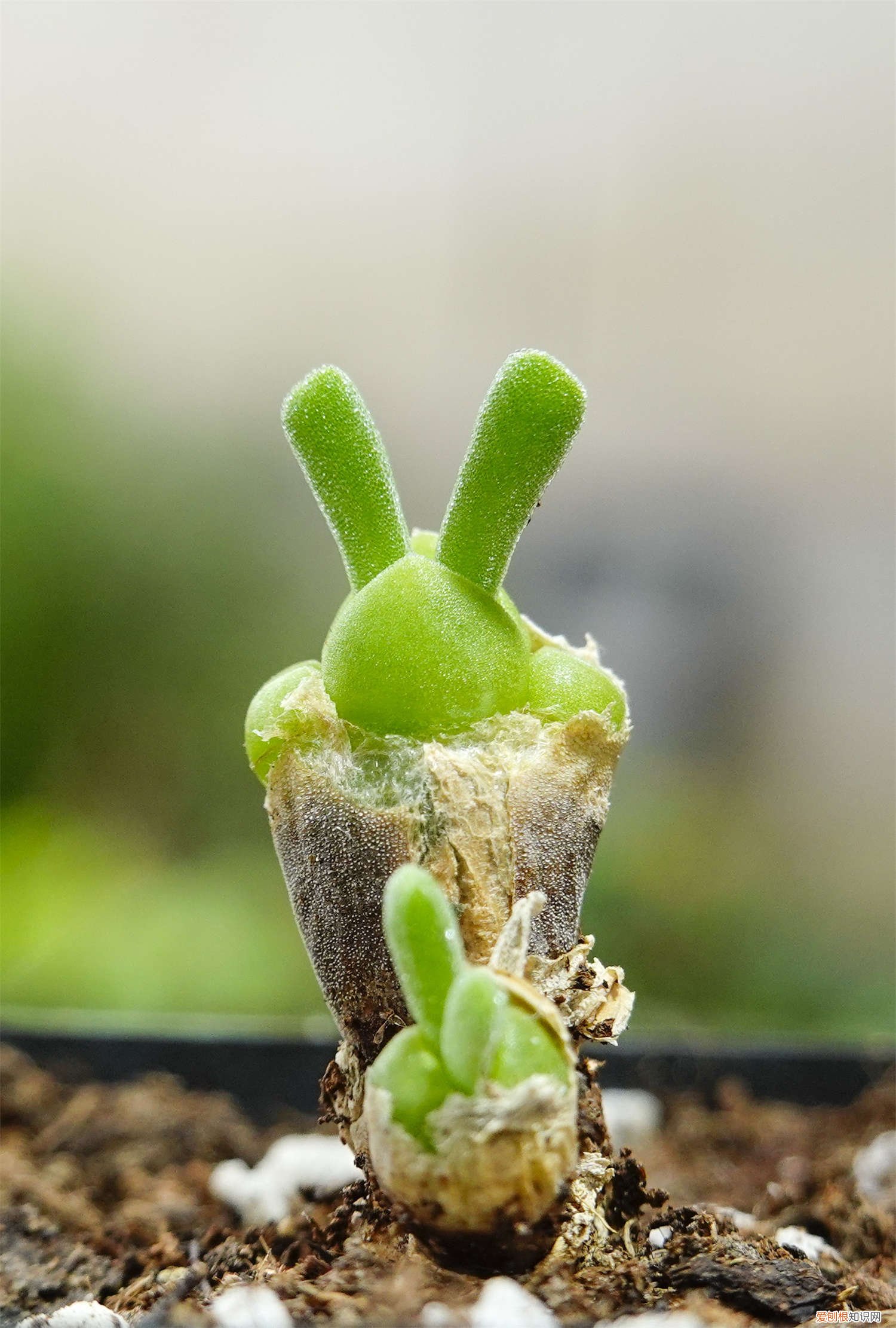 碧光环幼苗怎么养 新买的碧光环怎么养