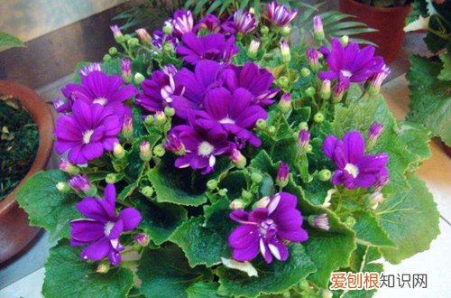 图 哪些花冬天也开得很美的 冬天开得很美的花有哪些