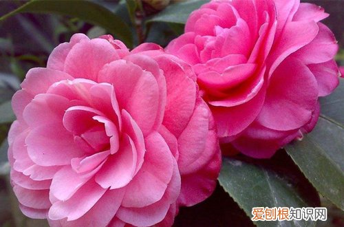 图 哪些花冬天也开得很美的 冬天开得很美的花有哪些