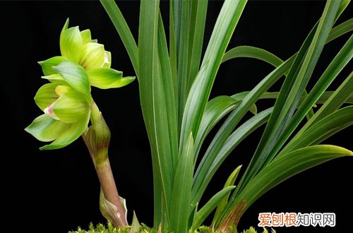 图 哪些花冬天也开得很美的 冬天开得很美的花有哪些