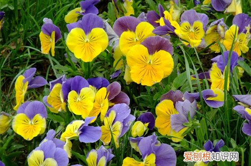 图 哪些花冬天也开得很美的 冬天开得很美的花有哪些