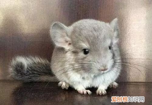 龙猫好养吗粘人吗，龙猫从小养粘人吗