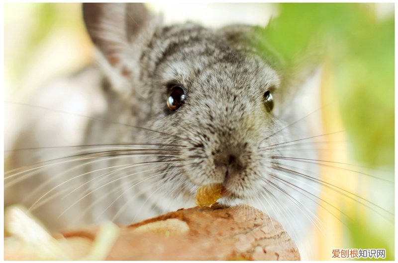 夏天龙猫怎么养，夏天养龙猫是不是很费钱