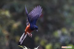 四喜鸟一年几窝，四喜鸟有多大