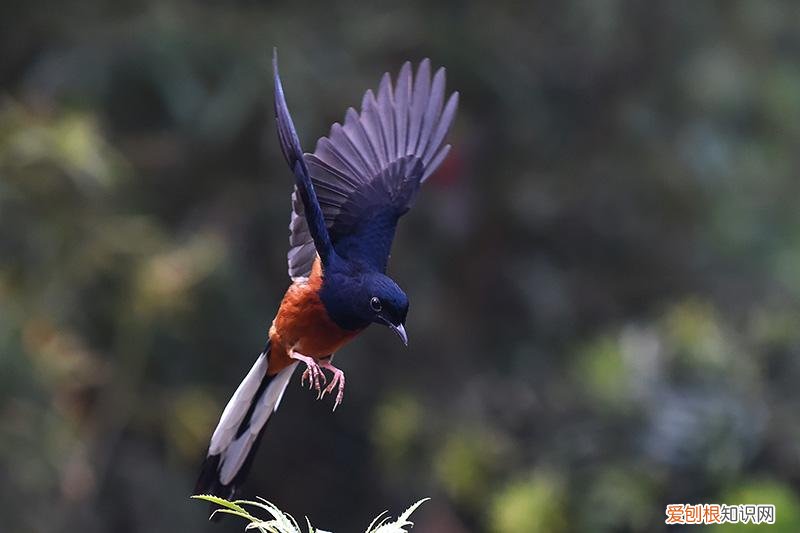 四喜鸟一年几窝，四喜鸟有多大