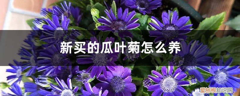 瓜叶菊怎么养家庭养法 新买的瓜叶菊怎么养