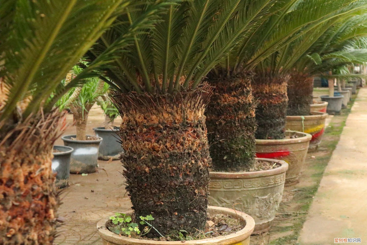 新买的铁树怎么管理 新买的铁树怎么养