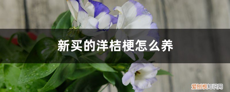 家里适合养洋桔梗吗 新买的洋桔梗怎么养