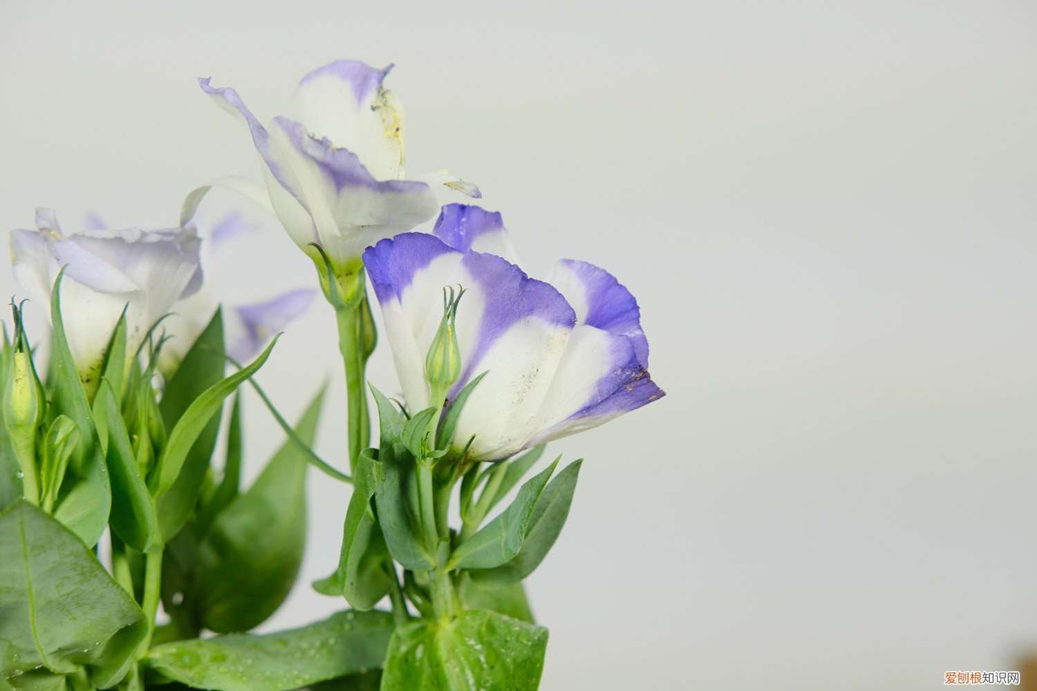 家里适合养洋桔梗吗 新买的洋桔梗怎么养