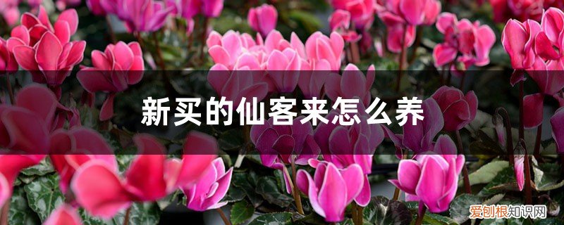 新买的仙客来怎么养