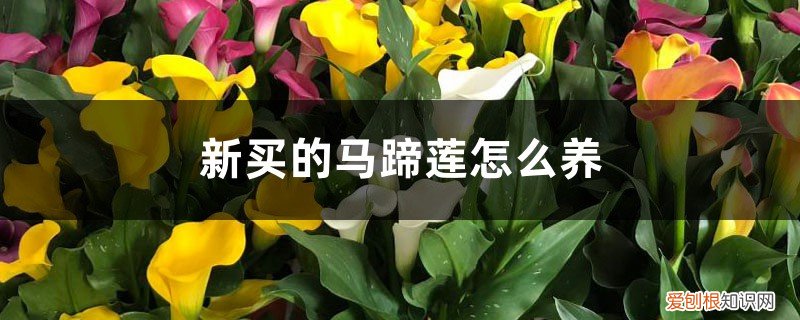 如何养植马蹄莲 新买的马蹄莲怎么养
