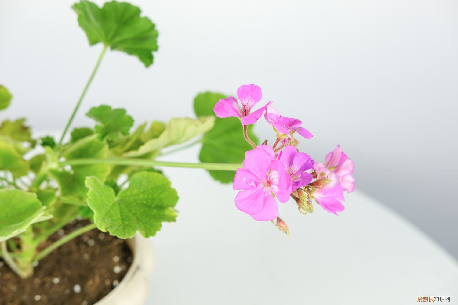 新买的天竺葵怎么养活 新买的天竺葵怎么养