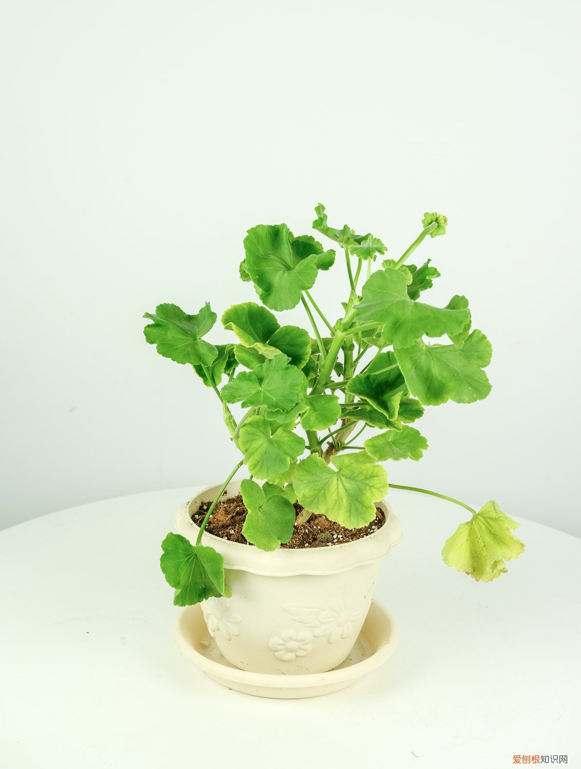 新买的天竺葵怎么养活 新买的天竺葵怎么养