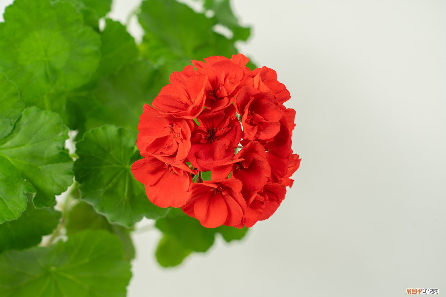 新买的天竺葵怎么养活 新买的天竺葵怎么养