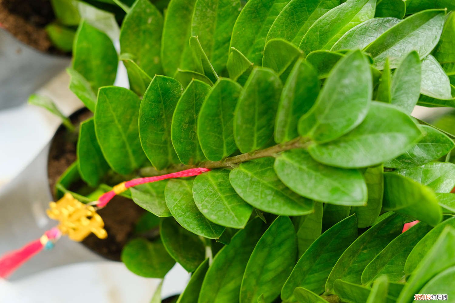 刚买回来的金钱树怎么养 新买的金钱树怎么养