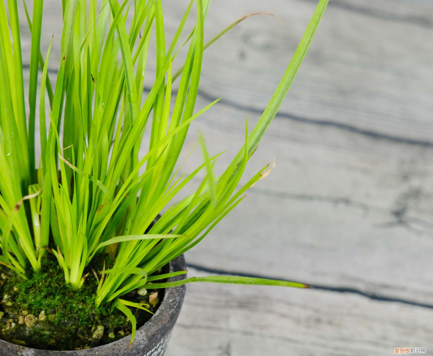 怎样养植菖蒲 新买的菖蒲怎么养