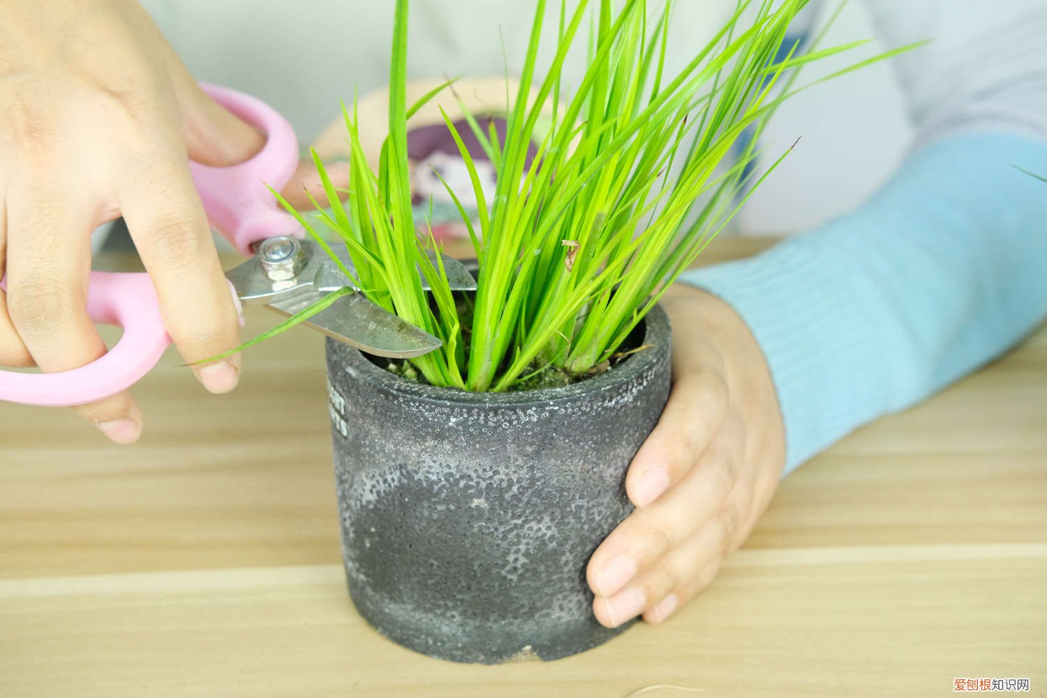 怎样养植菖蒲 新买的菖蒲怎么养