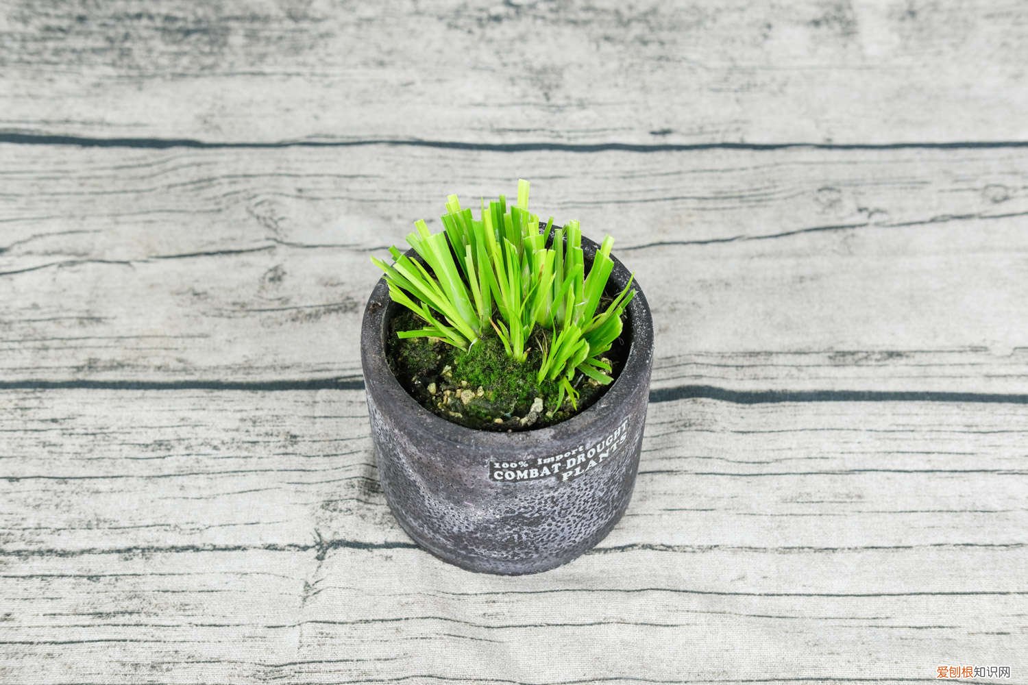 怎样养植菖蒲 新买的菖蒲怎么养