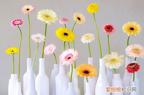 宽口矮花瓶怎么插花 小口径的花瓶该如何插花