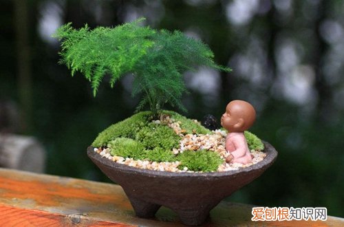 图 文竹冬天怎么养 怎么浇水